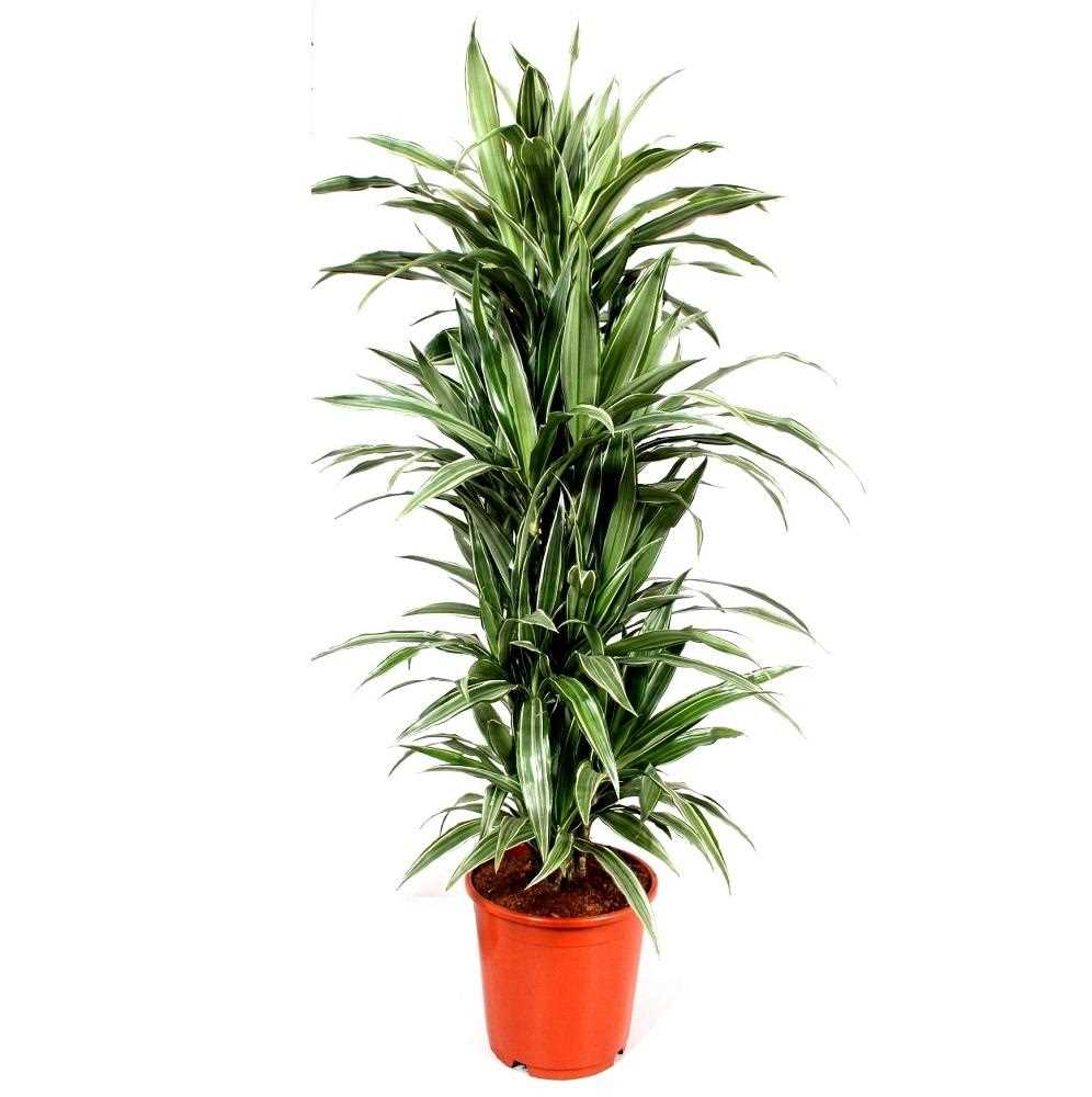 Dracaena (Dracaena): Tipps zur Pflege, Fotos, Artenführer