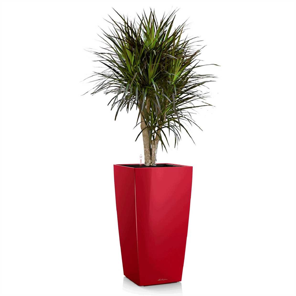 Dracaena: Pflege zu Hause – Tipps und Tricks