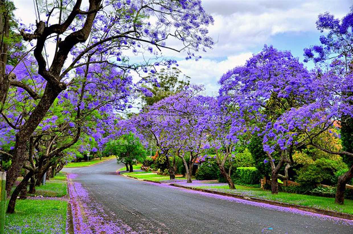 Jacaranda (Jacaranda): Pflege, Fotos, Arten – Alles, was Sie wissen sollten!