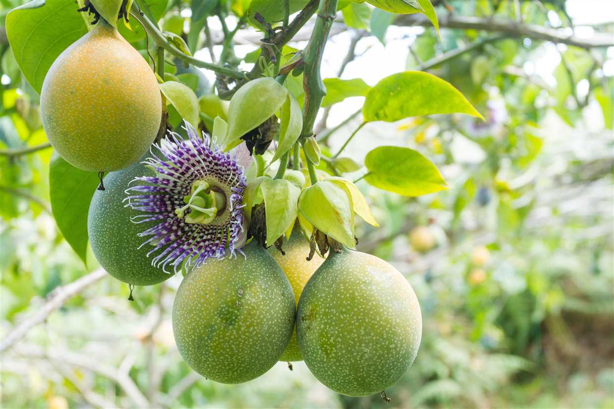 Künstliche Bestäubung von Passiflora incarnata – ohne dies, können Sie nicht bekommen Passionsfrucht!