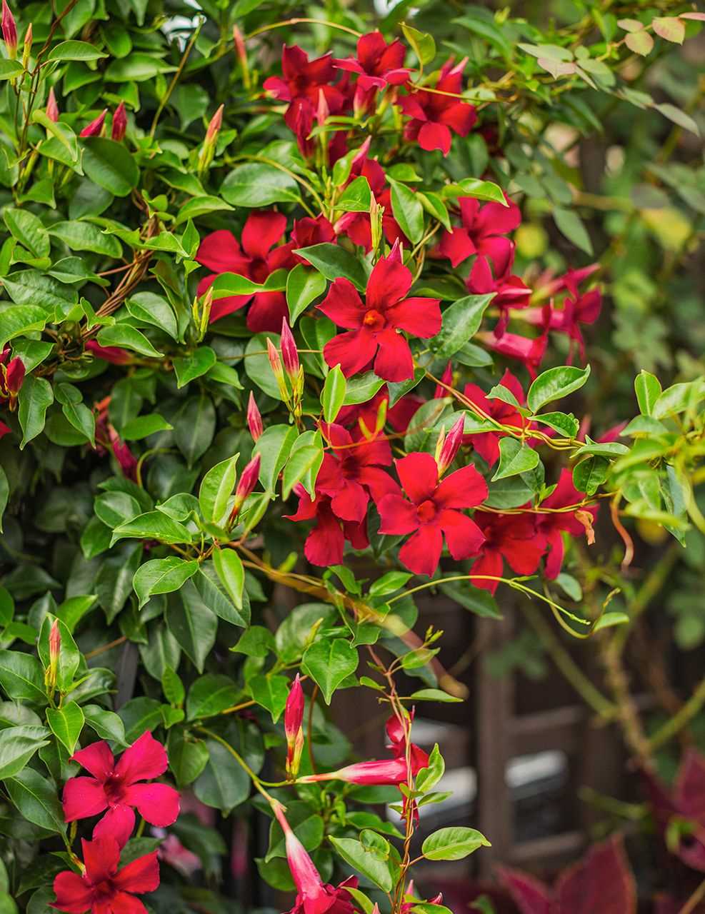 Gorgeous Honeysuckle for a Fragrant Paradise