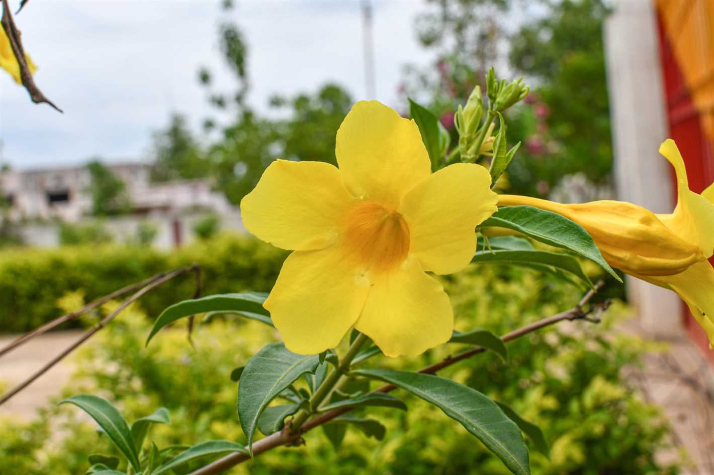 6. Winter Jasmine