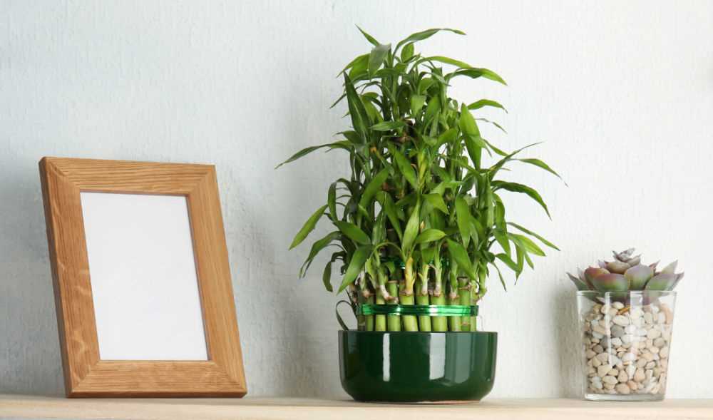 10 indoor plants for luck money and family happine sbnf5l30