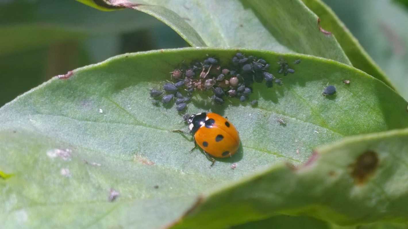 Slugs and Snails: Natural Ways to Eliminate Them