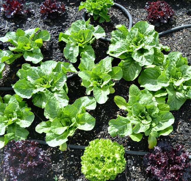 Tips for Growing Celery