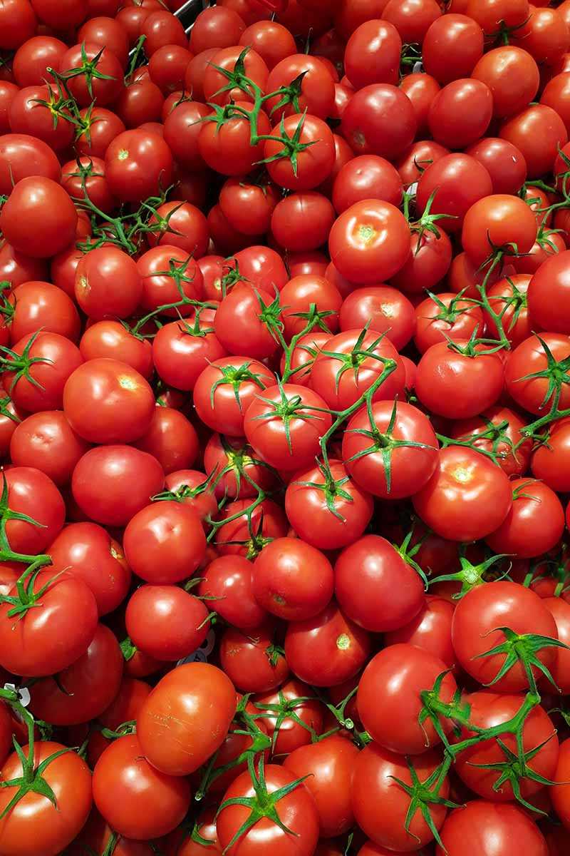 11. Celebrity Tomatoes