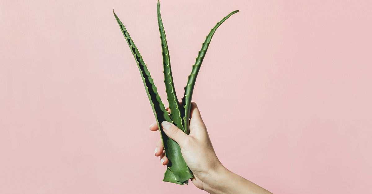 13 ways to use aloe for health and beauty zm7akwrt