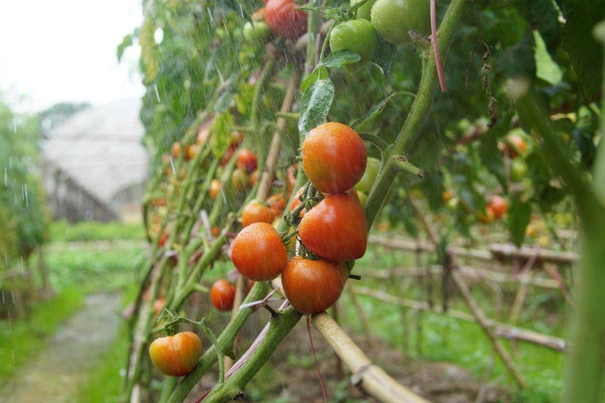 Watering Techniques for Maximum Tomato Growth