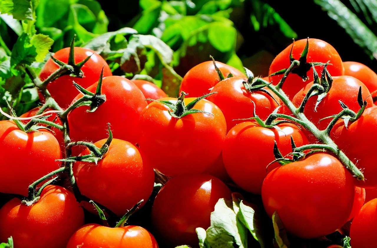 When to Prune Tomatoes