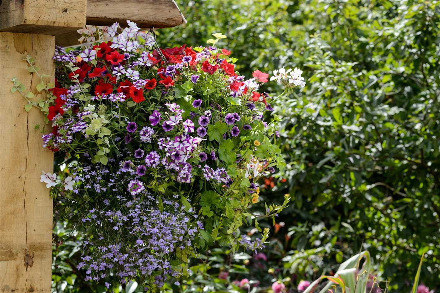 2 classic ways to sow petunias for seedlings ebgrn1e7
