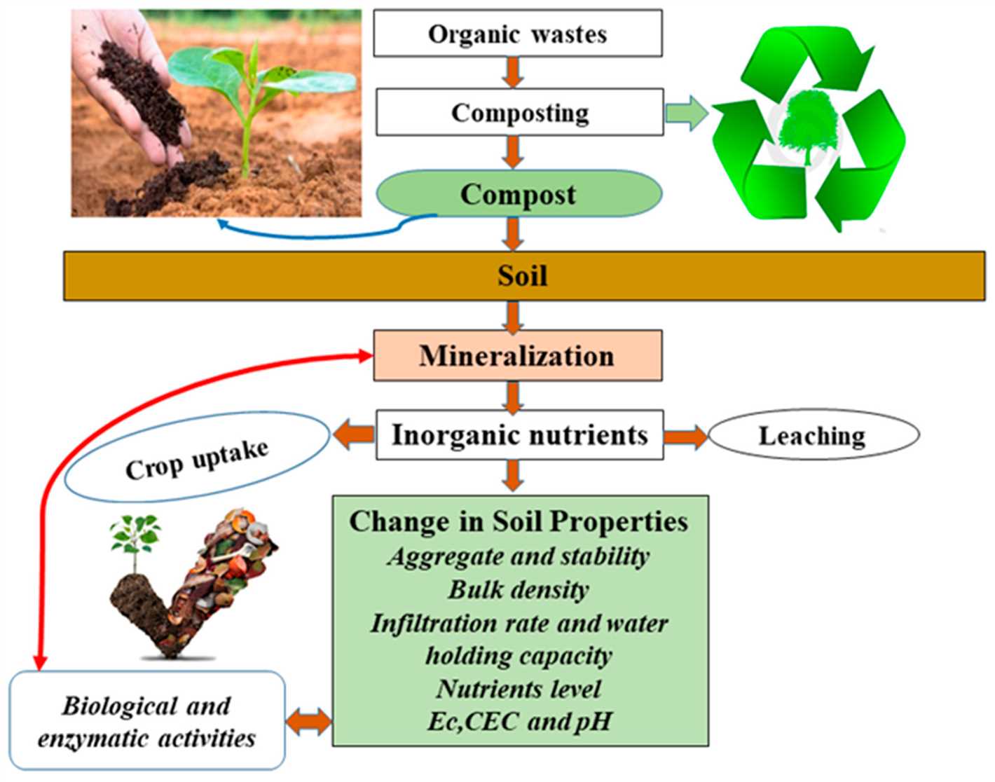 Organic Fertilizers