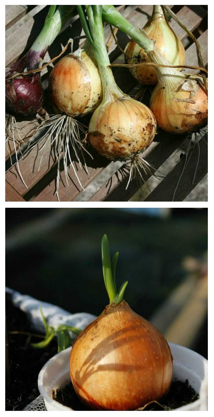 Simple Techniques for Growing Onions All Year Round on Your Windowsill