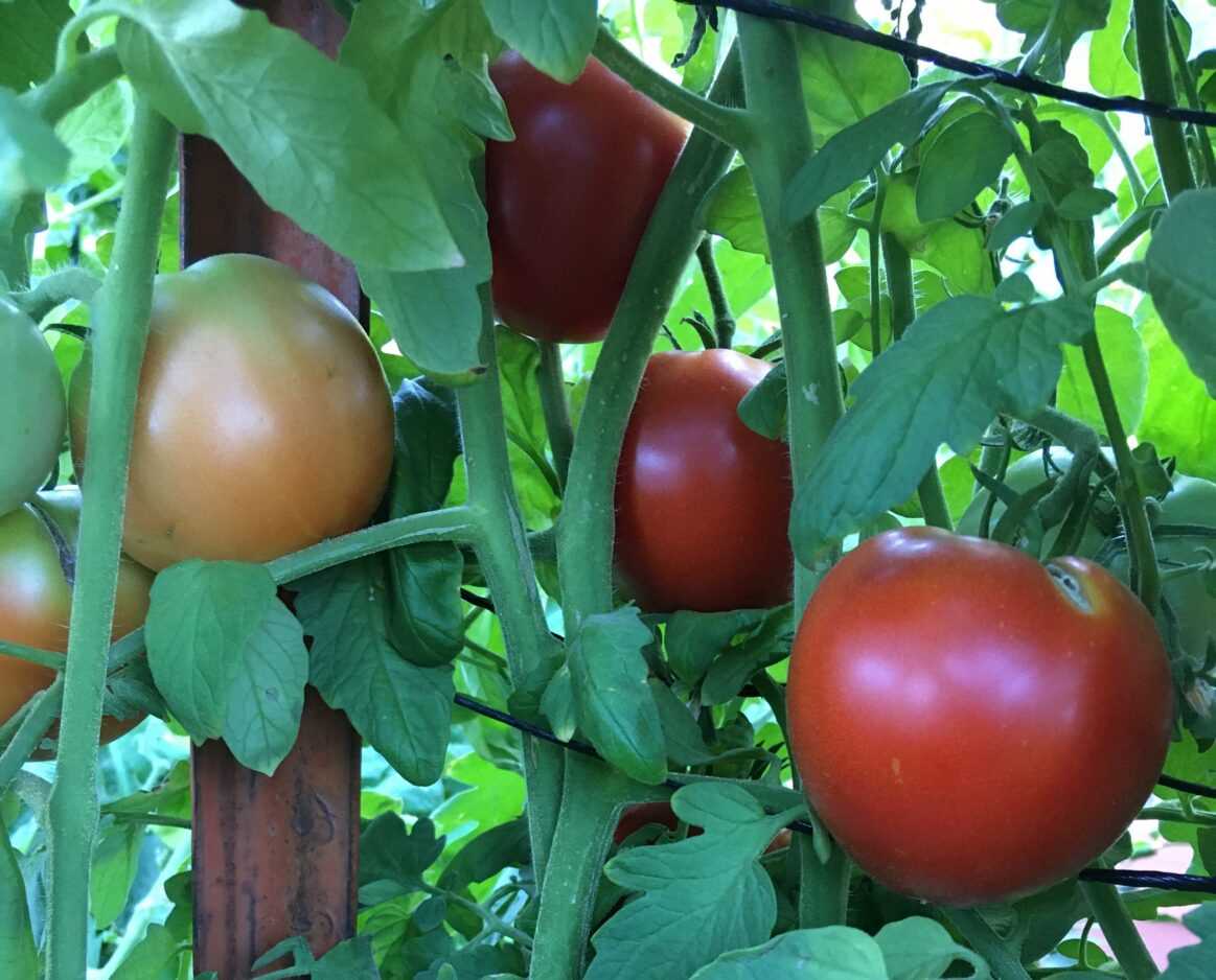 The Benefits of Patience in Tomato Sowing