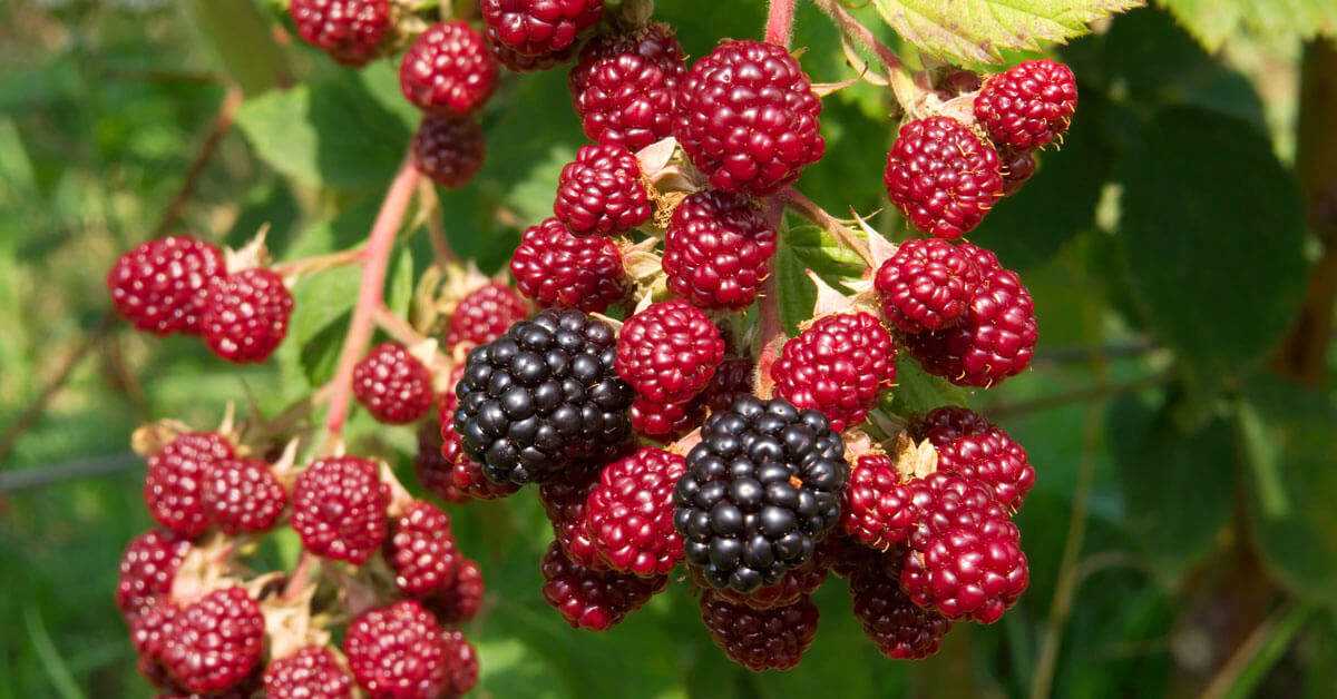 Tips for Growing Blackberries