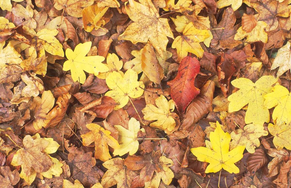 4 reasons why leaves do not fall in autumn what 2vwzuphf