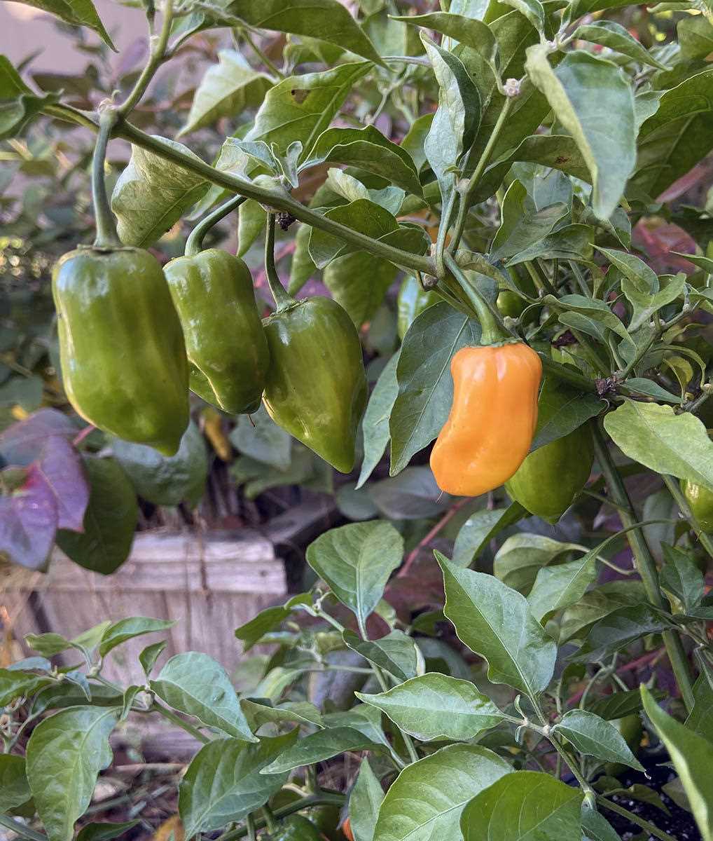 3. Storing Fresh Peppers