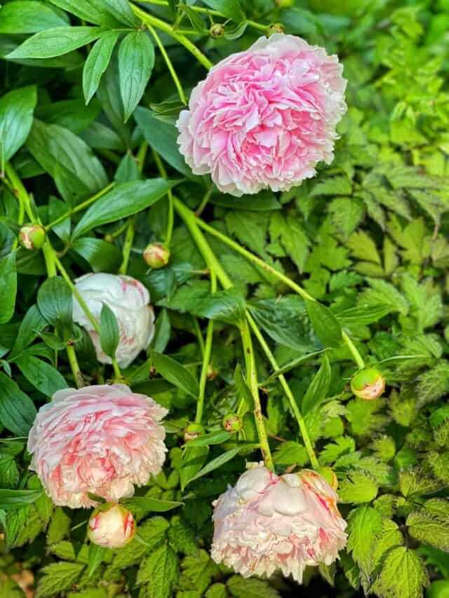 5 Common Reasons Why Peonies Refuse To Bloom And How To Fix Them