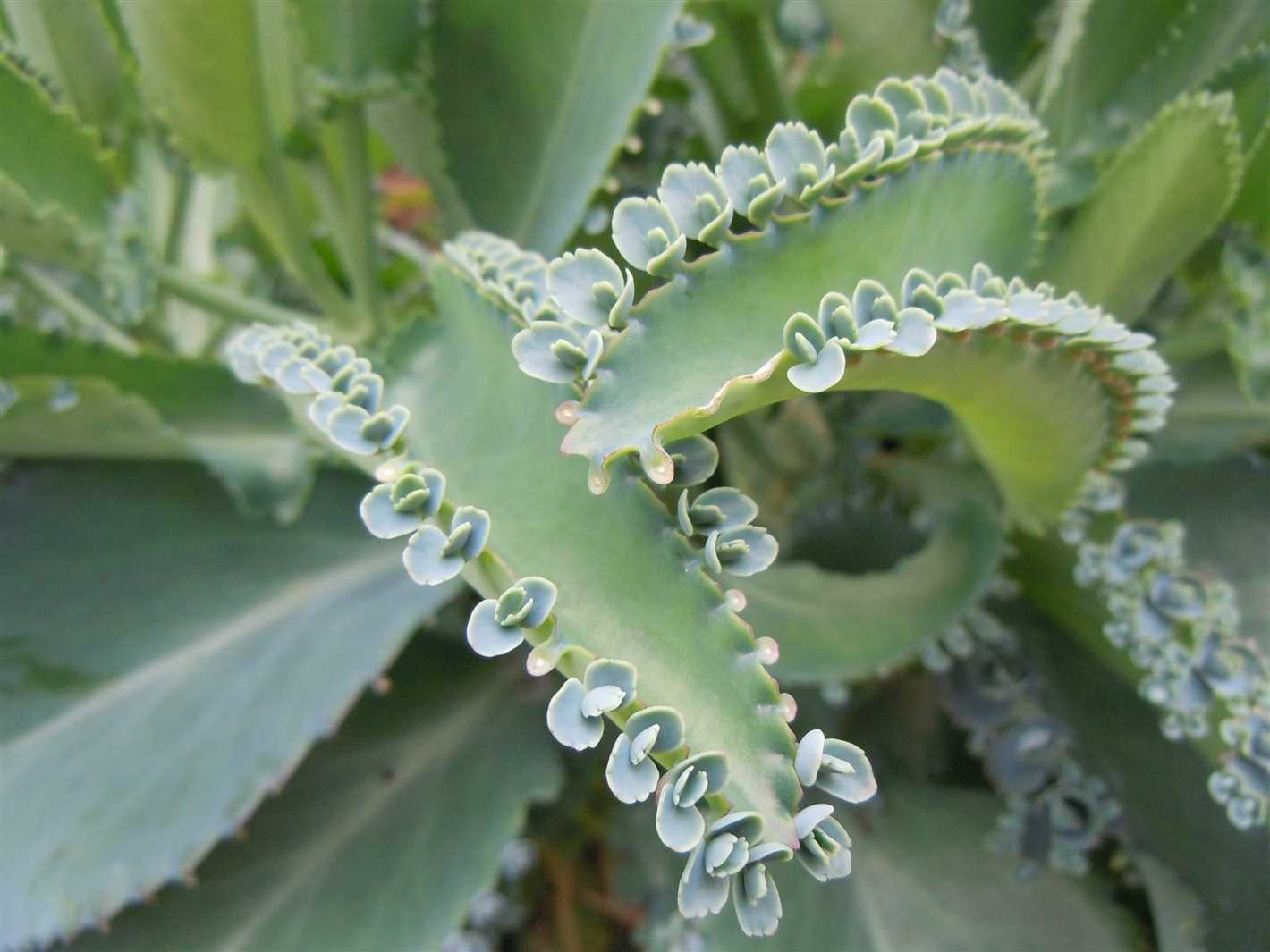 5 remedies from kalanchoe