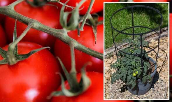 4. Ripening Green Tomatoes: