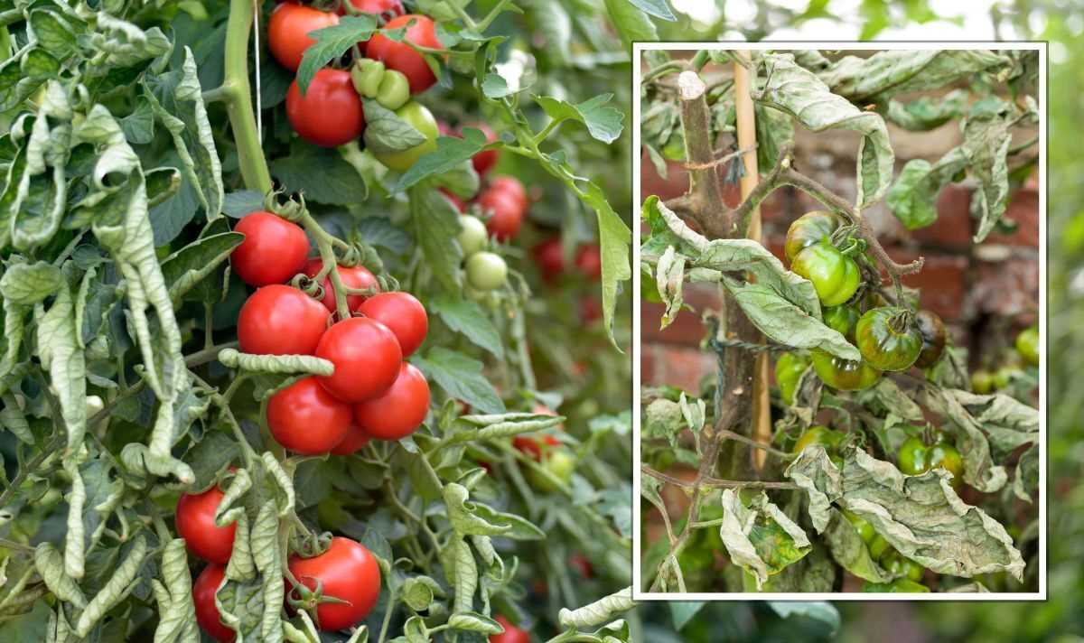 Step 4: Managing Pest and Disease Control for Tomato Plants