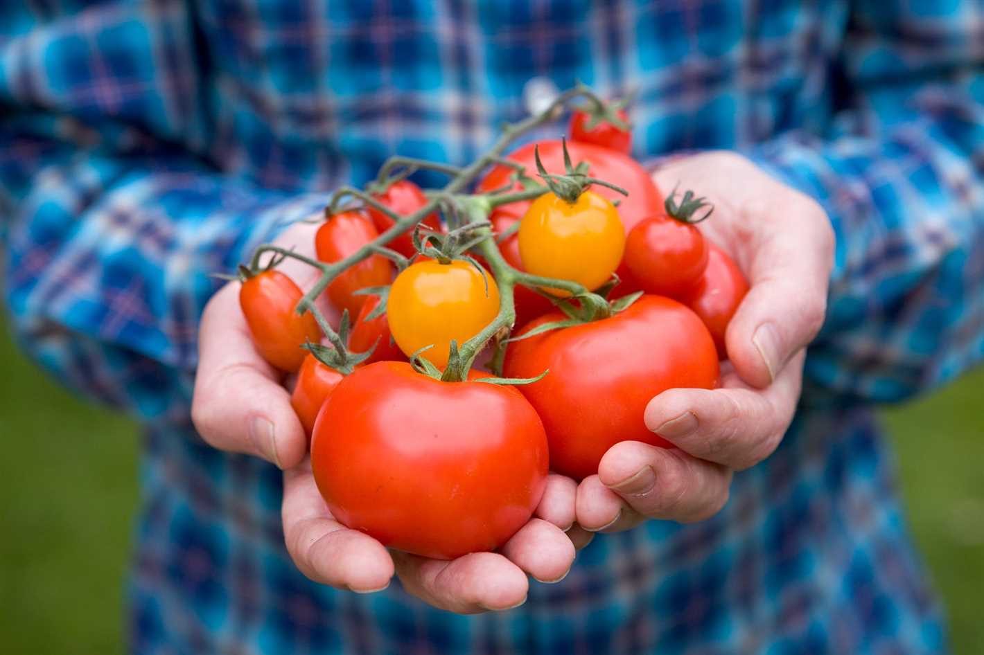5 unusual tomatoes that are worth planting this se