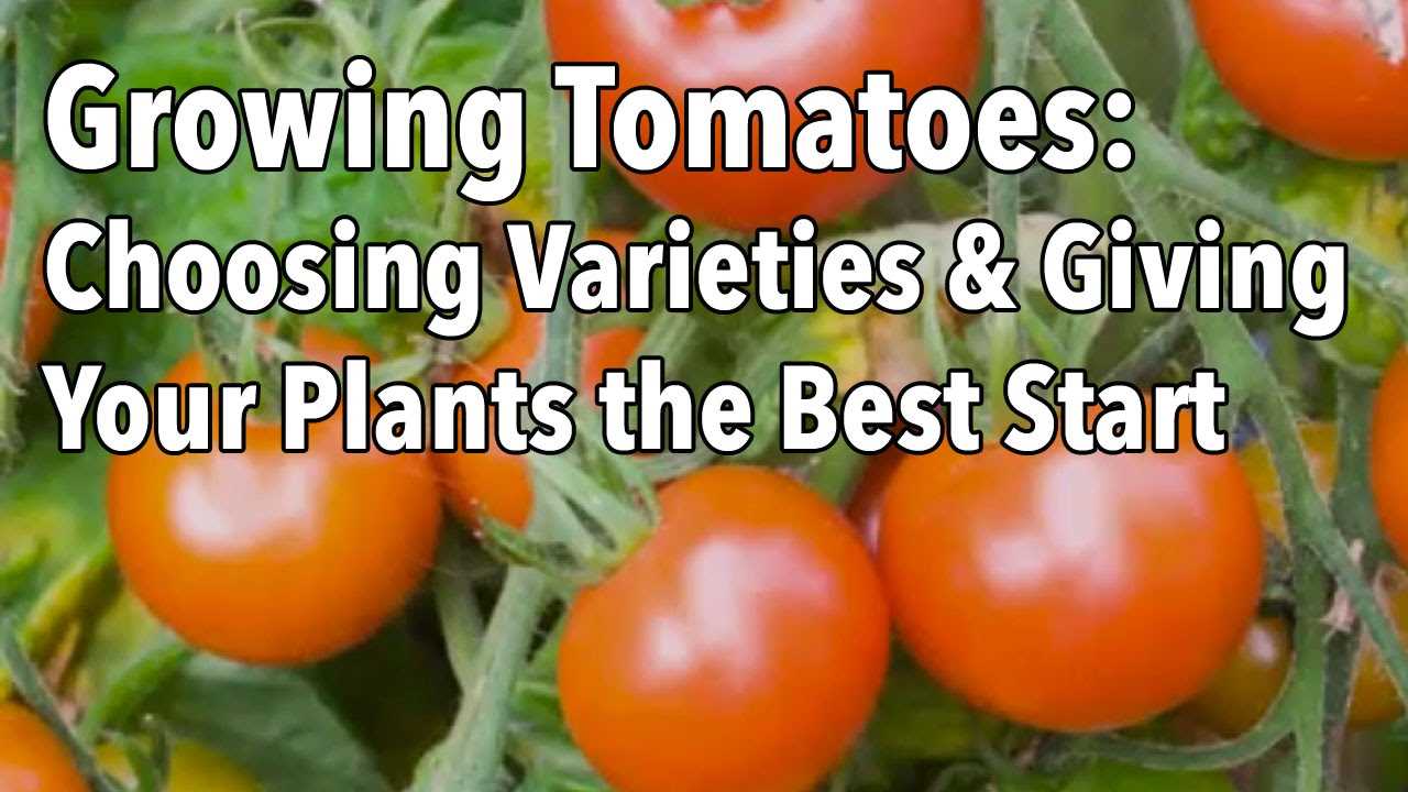 5. Prune and support tomato plants