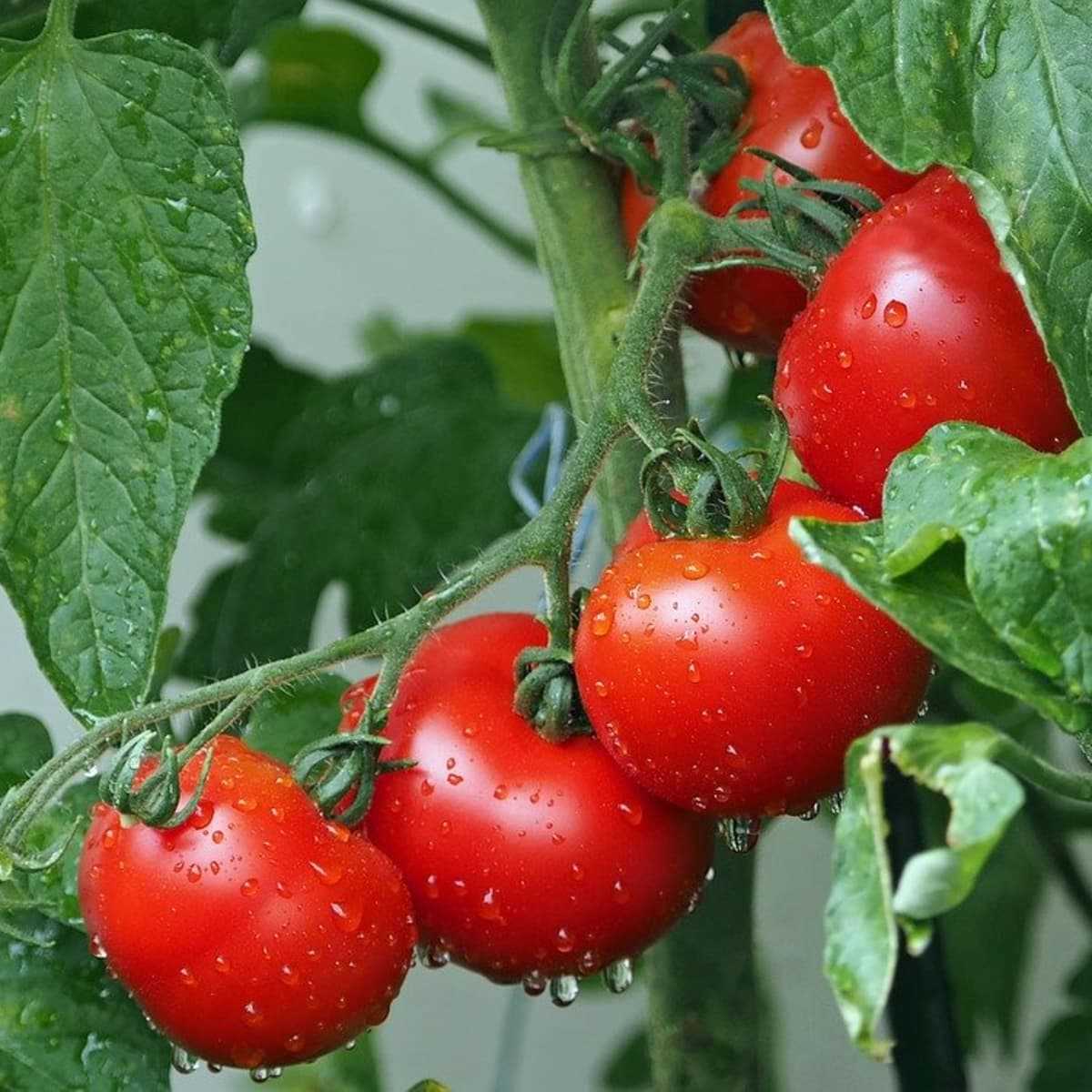 4. Ripening Green Tomatoes