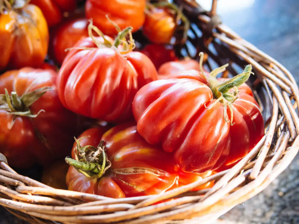 3. Rotate Tomato Crops