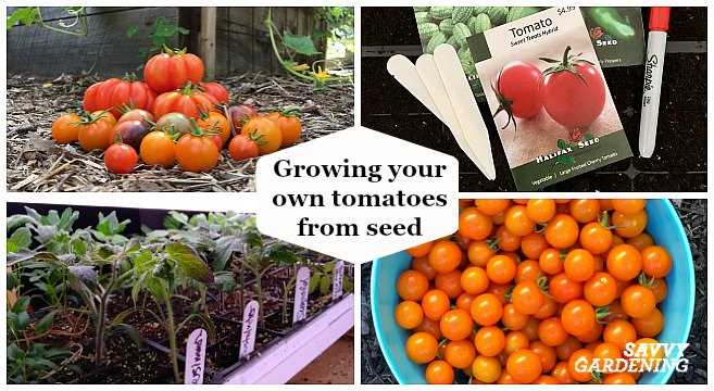 Harvesting and Storing Tomatoes