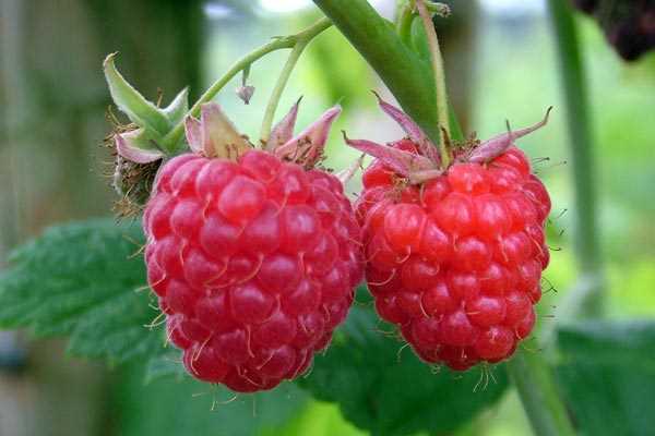 Protecting Raspberries from Pests and Diseases