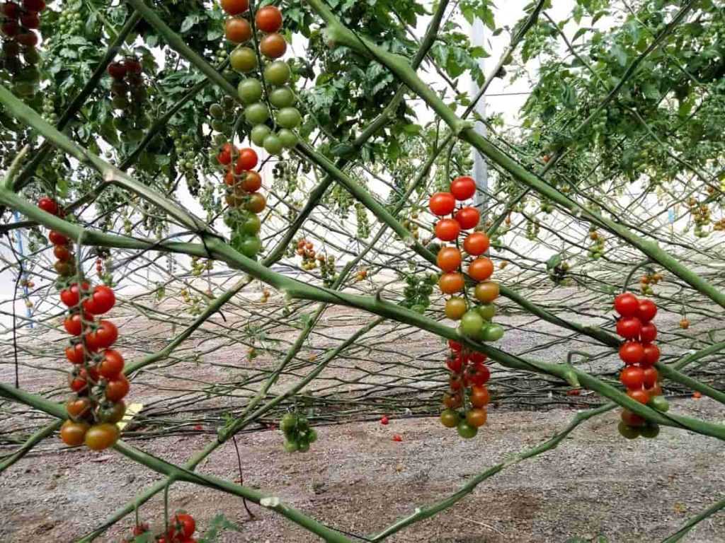 7. Canning Tomatoes