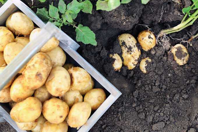 Rule 3: Plant Potatoes at the Right Time