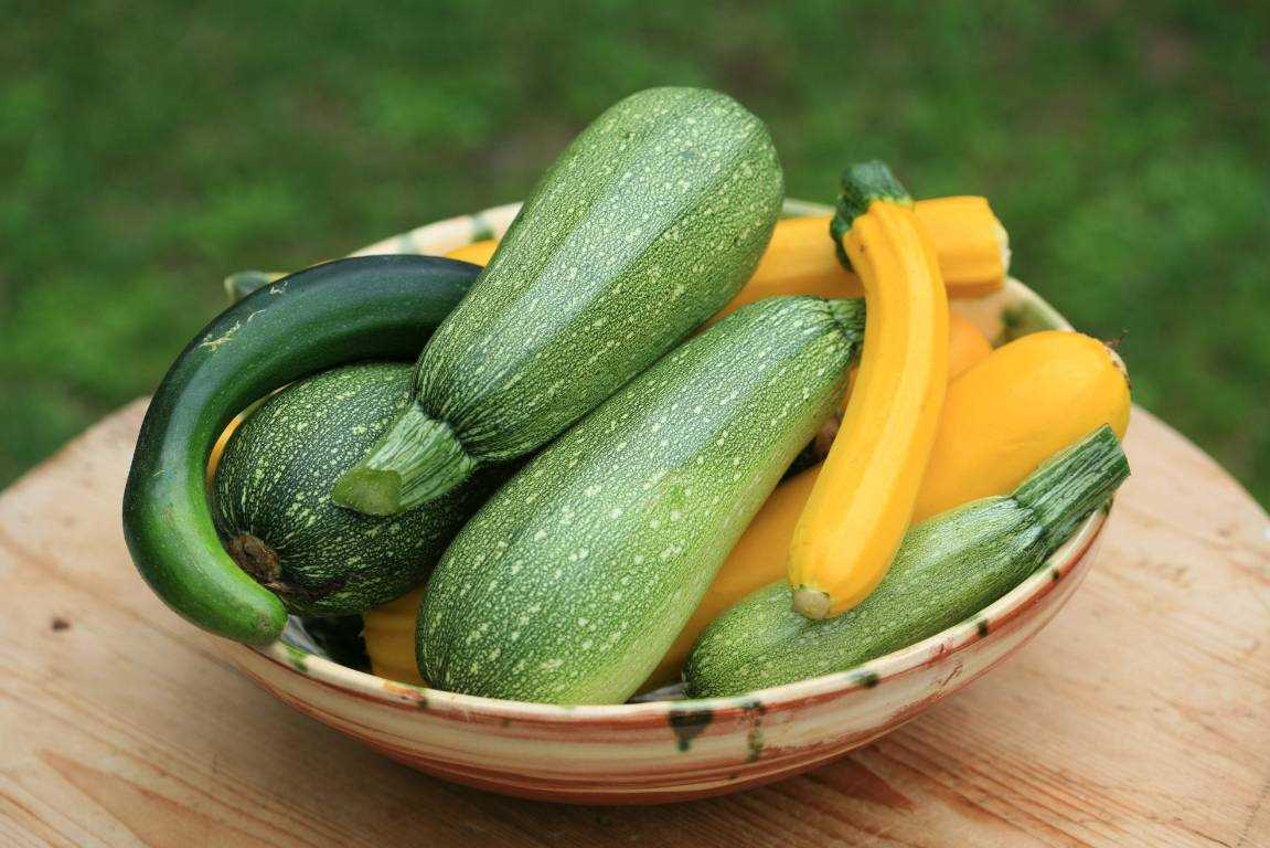 Moving Your Courgette Plants to the Garden