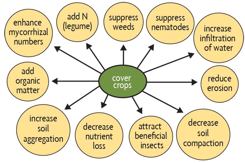 6. Green Manure Rotation