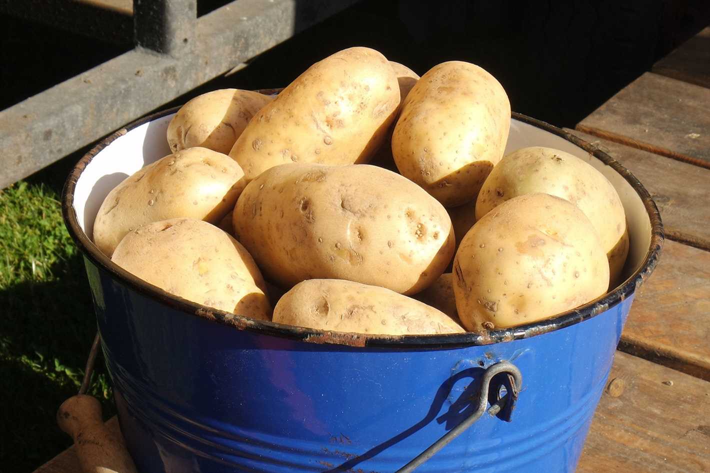 Saving Seed Potatoes for Future Planting