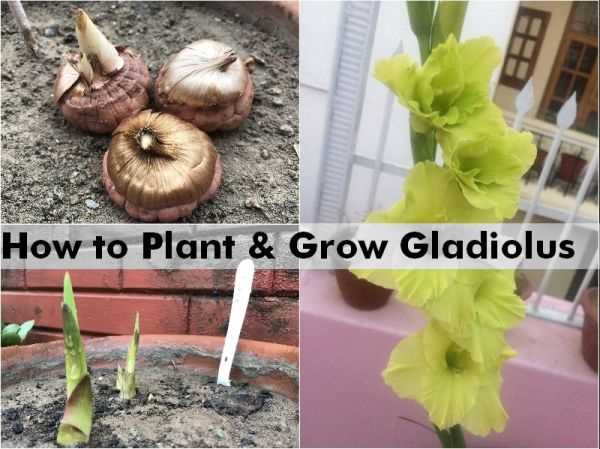 Factors to Consider When Choosing Gladiolus Bulbs
