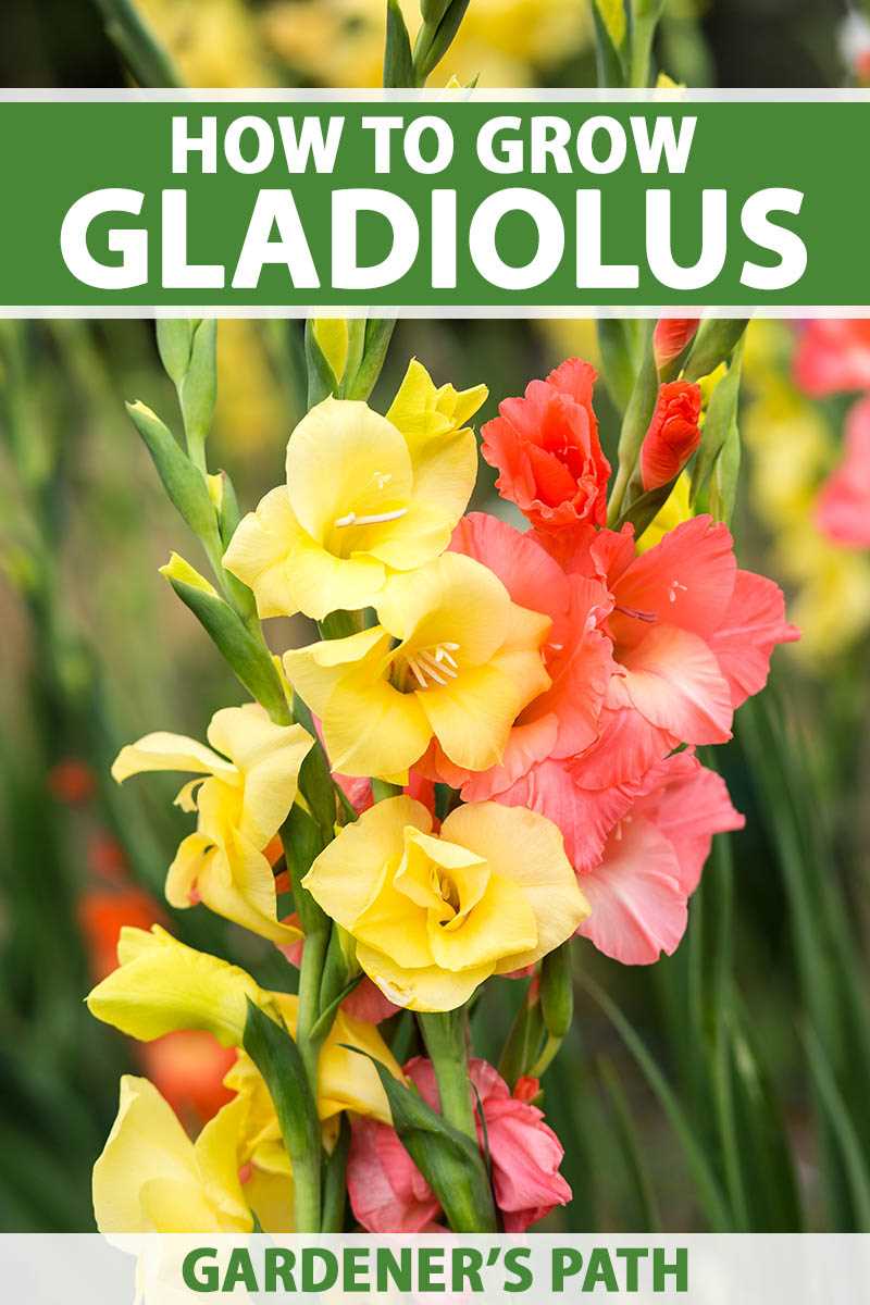 a cheat sheet on choosing gladiolus bulbs