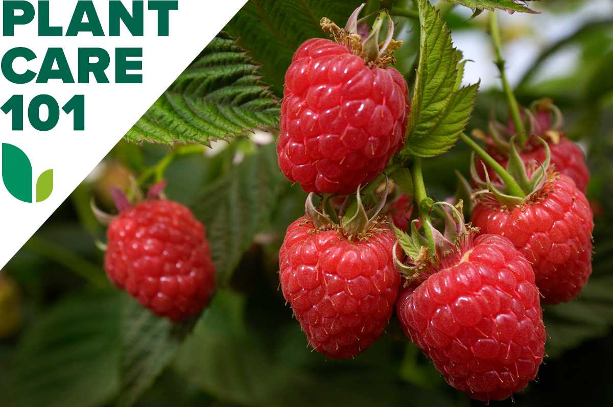 A Smart Technique for Pruning Everbearing Raspberries