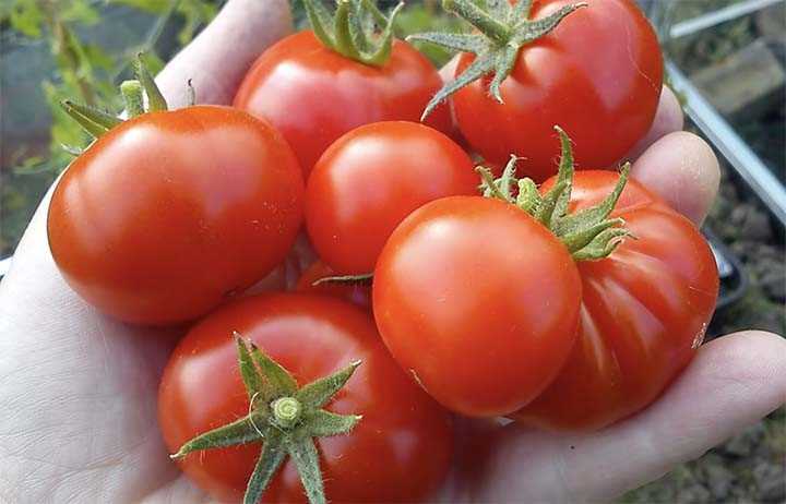 How to Ripen Tomatoes with Bananas