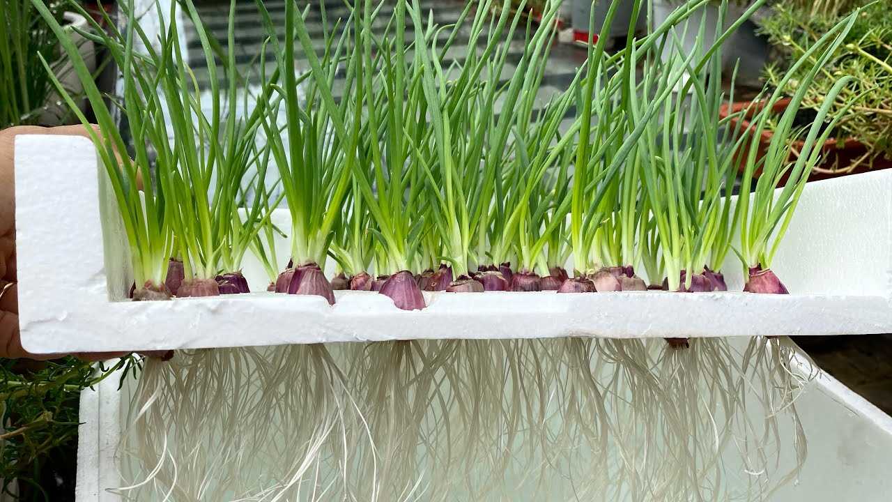 3. Preparing the containers and soil