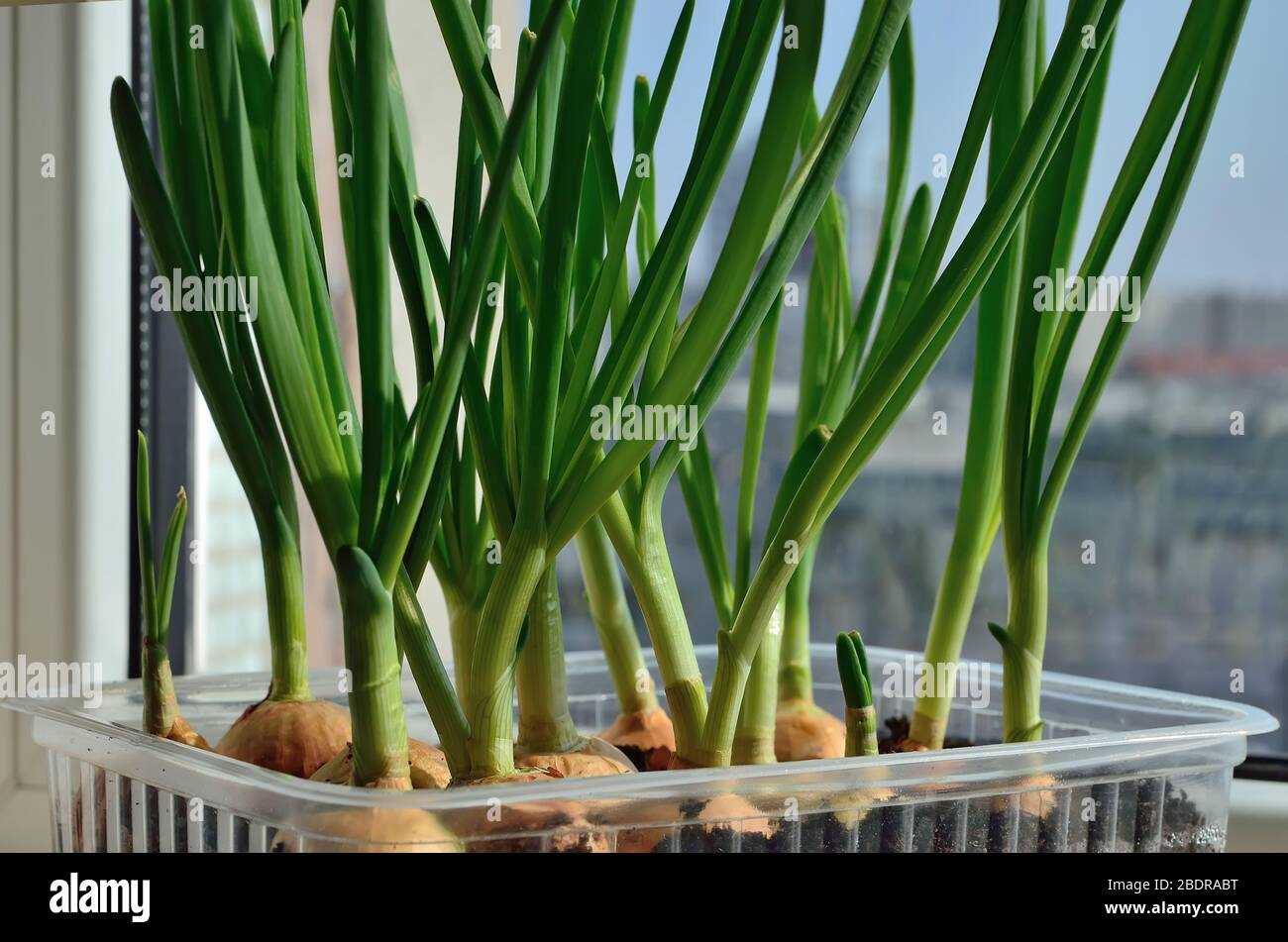 6. Harvesting mature bulbs