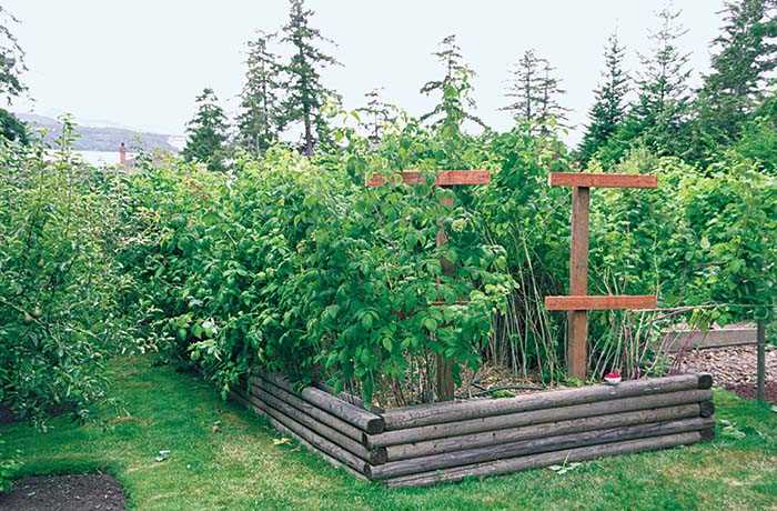 Planting the Raspberry Canes