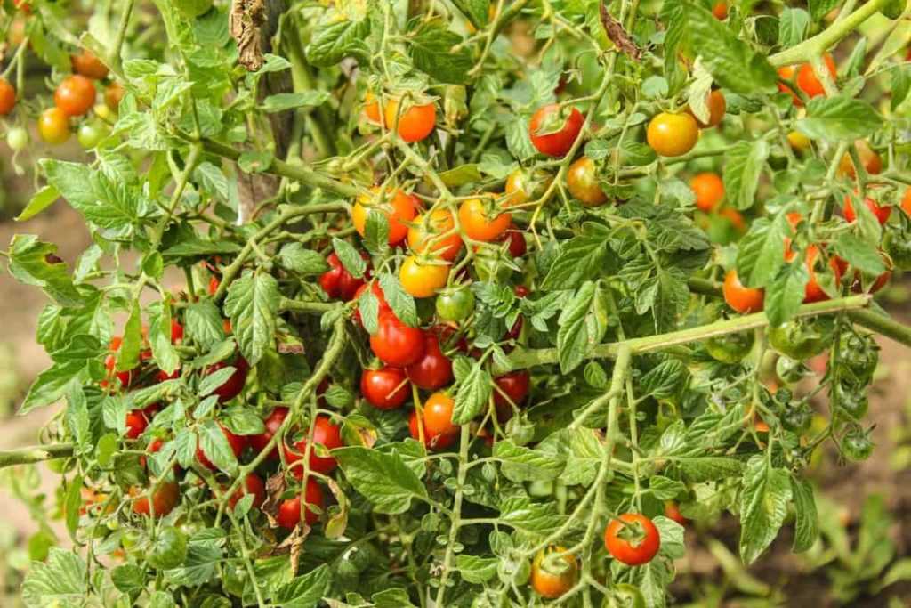 4. Caring for the Tomato Plants