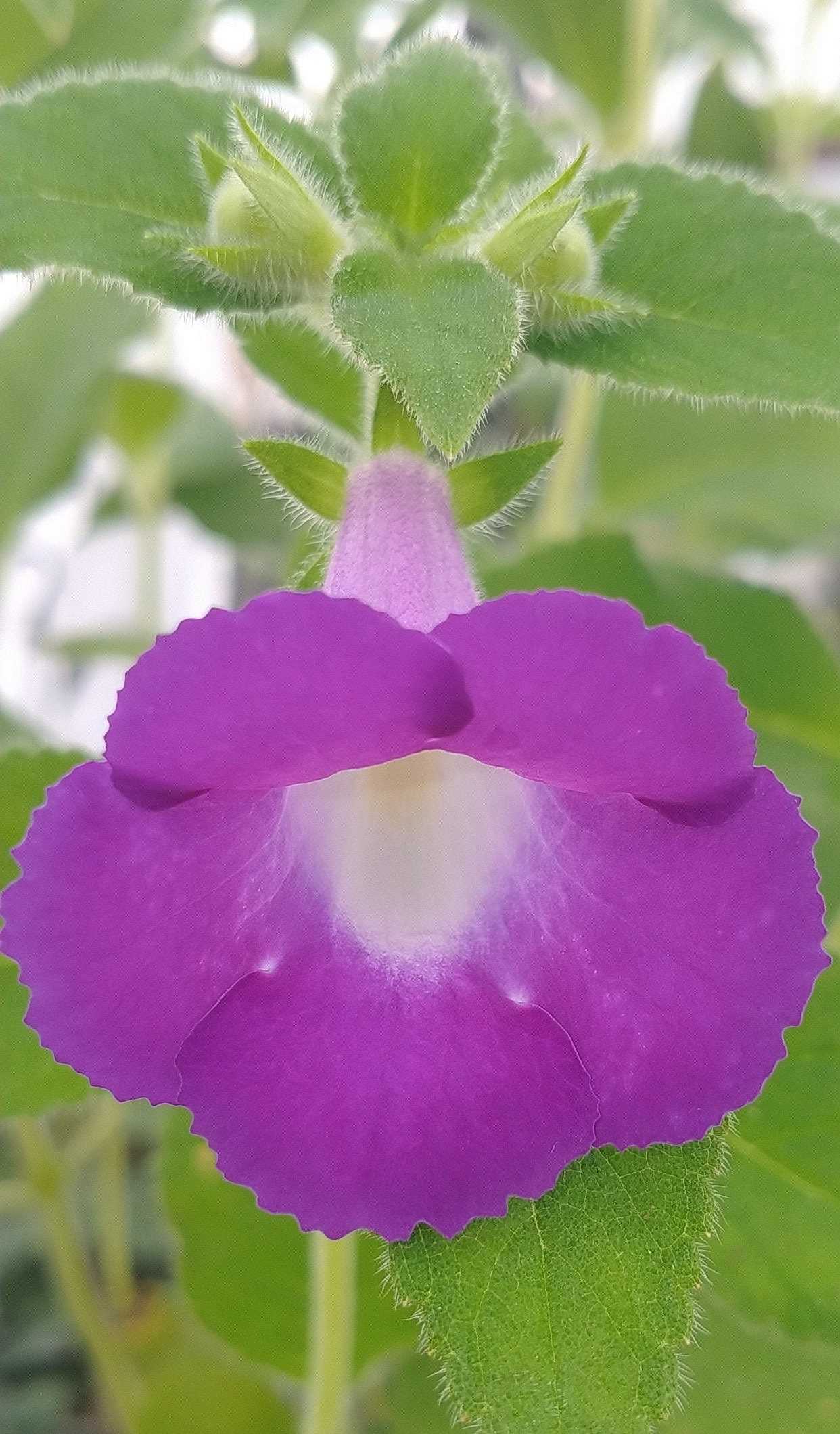 Achimenes Watering: Finding the Perfect Balance