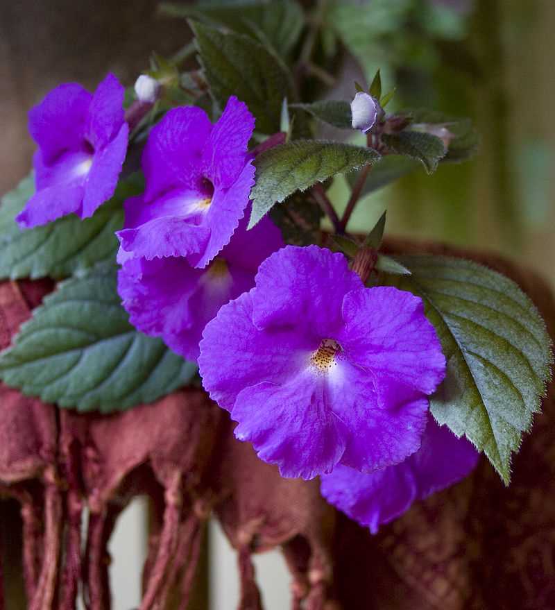 Achimenes: How to Care for These Beautiful Plants