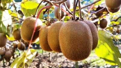 Pruning Actinidia Plants for Optimal Growth