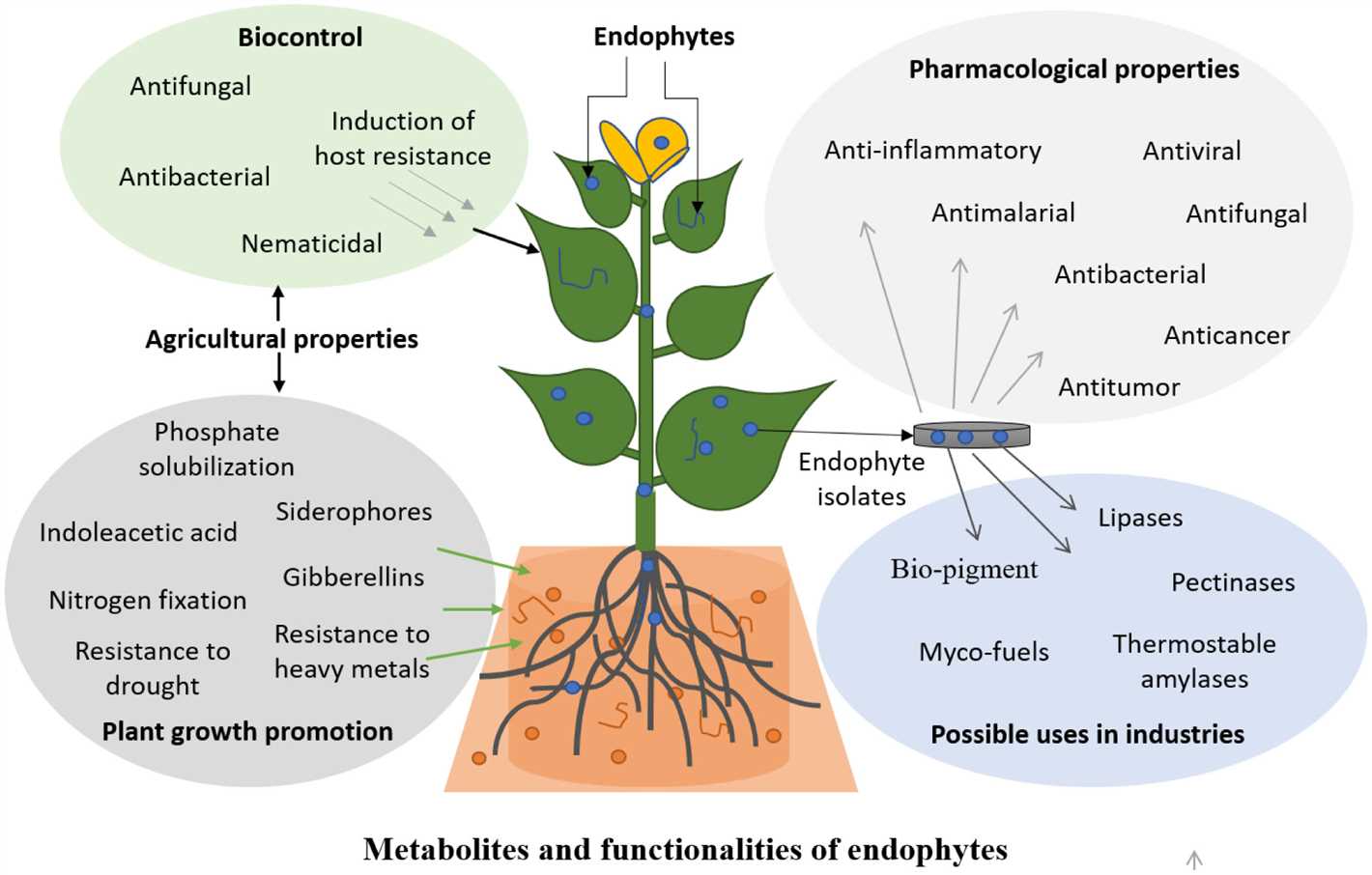 Actophyte or Bitoxybacillin – Which Plant Preparation is Better?