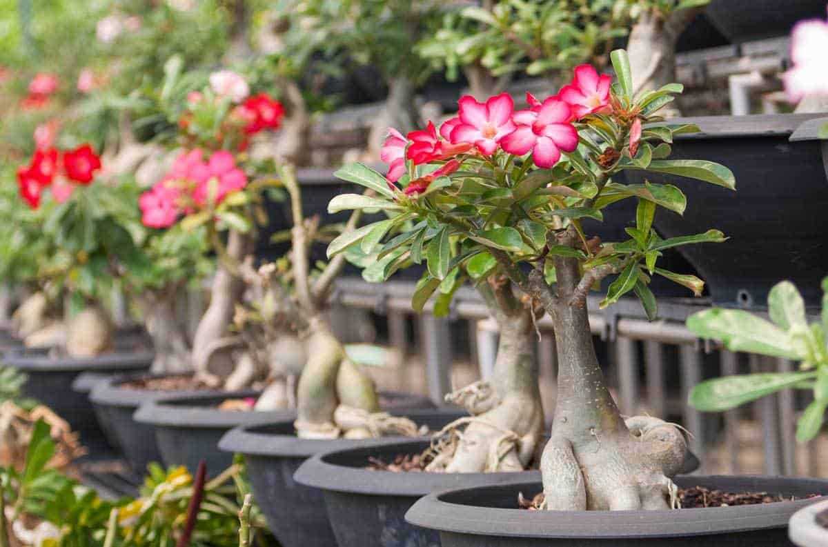 5. Adenium socotranum