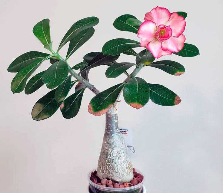 3. Adenium arabicum