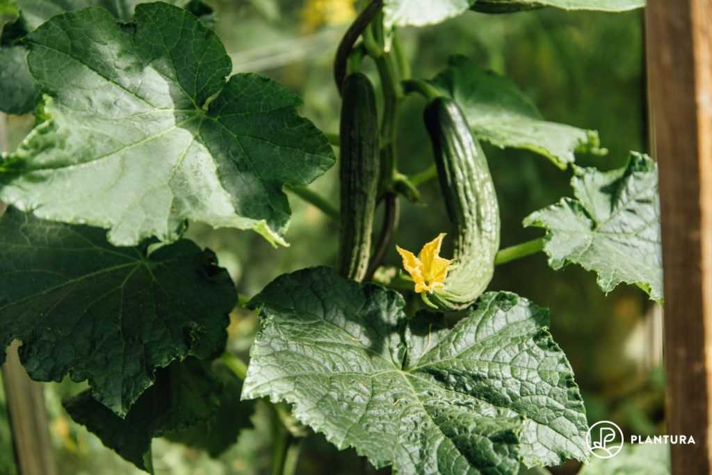 Tips and Tricks for Successful Vertical Cucumber Growing